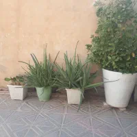 فروش گیاه آلوئه ورا