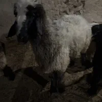 بره و کهره چاق|حیوانات مزرعه|مرودشت, تخت جمشید|دیوار