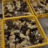 قبول سفارش تخم مرغ برای دستگاه جوجه کشی