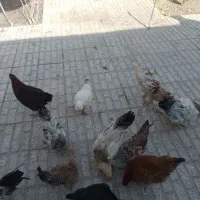 تعداد۲۸تامرغ وخروس۵ماه آماده تخم|حیوانات مزرعه|تربت‌حیدریه, حسنی بالا|دیوار