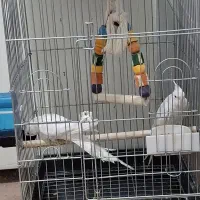 فروش عروس هلندی مولد