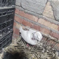 کبوتر گرفتنی|پرنده|بستان آباد, |دیوار