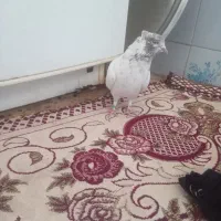 شکار شماره موبایل|پرنده|مهریز, |دیوار