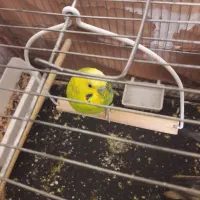 مرغ‌عشق‌ نر‌‌ بالغ|پرنده|فردیس, ثابتی|دیوار