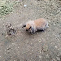 خرگوش لوپ|موش و خرگوش|فومن, |دیوار