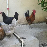 تخم مرغ نظفه دار گلین و محلی|حیوانات مزرعه|دزفول, |دیوار