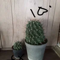 پک کاکتوس سایز ۶ و ۸ انواع گل و ساکولنت زامفولیا|گل و گیاه طبیعی|مشهد, الهیه|دیوار