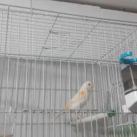 ۸ عدد قناری