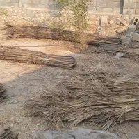 پیش نخل بافته شده