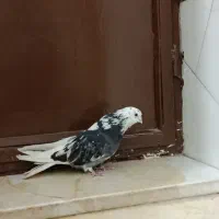 کفتر سرور|پرنده|قم, شهر قائم|دیوار