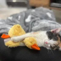 واگذاری رایگان