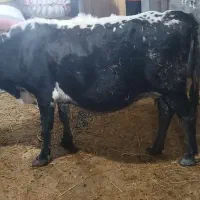 گاو شیری با گوساله نر|حیوانات مزرعه|آستارا, |دیوار