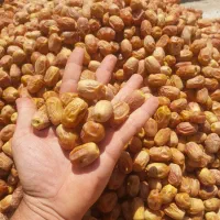 فروش خرما زاهدی و کبکاب تازه