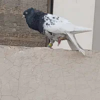 کله و سینه|پرنده|مشهد, خرمشهر|دیوار