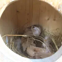 اردک کارولین شکلاتی|حیوانات مزرعه|نوشین شهر, |دیوار