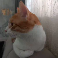 واگذاری گربه|گربه|رشت, شالکو|دیوار