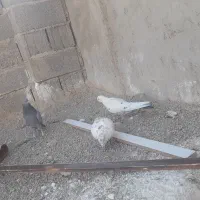 کبوتر خوب و سرحال|پرنده|بافت, |دیوار