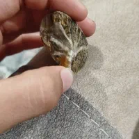 سنگ|کلکسیون اشیاء عتیقه|مشکین‌دشت, |دیوار