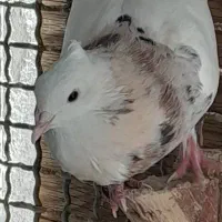 طوق سور