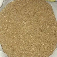 فروش تخم یونجه تضمینی