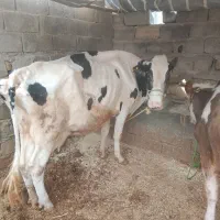 گاو هلشتاین