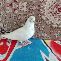 کفتر کله دار پرشی