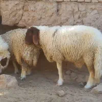 بره قوچ سنجابی اصیل