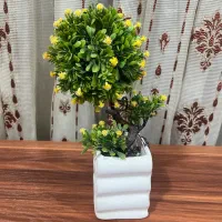 درختچه ژاپنی