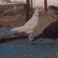 ۴عدد کبوتر پرشی ۲تا بال کشه بقیه در حال پرریزی