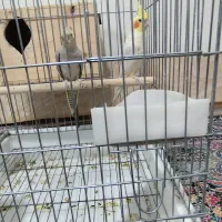 عروس هلندی مولد و جوجه گرینیچک