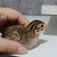 جوجه بوقلمون و شاخدار