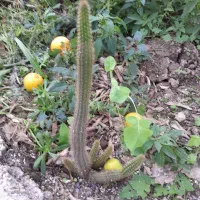 گل های طبیعی|گل و گیاه طبیعی|قائمشهر, |دیوار