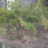 باغچه باغ|فروش خانه و ویلا|قم, الغدیر|دیوار