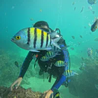 غواصی تفریحی