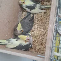 جفت مولد عروس