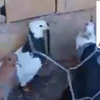 کفتر طوقی سیاه نر