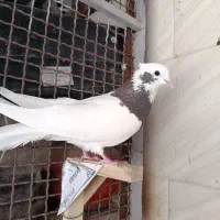 طوق سرکه ای ماده|پرنده|شیراز, باغ تخت|دیوار