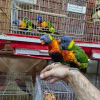 لریکیت رد کالر جوجه شش ماهه تا جفتهای مولد|پرنده|اصفهان, حسینآباد|دیوار