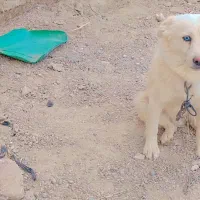 سگ پاکوتاه خیلی باهوش وزرنگ|سگ|زابل, |دیوار