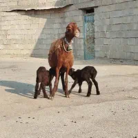 ۳راس میش دوقلوزا ‌(هترو)