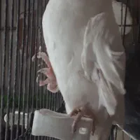 عروس هلندی|پرنده|محمدیه-قزوین, |دیوار