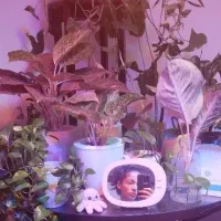 گیاه درمانی و خدمات گل و گیاه