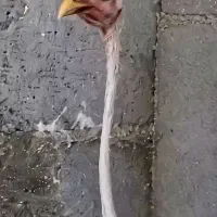 دوتا خروس
