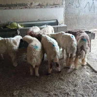 بره