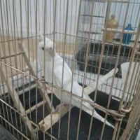 عروس هلندیطوطی|پرنده|تهران, مرزداران|دیوار