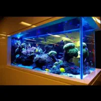 آکواریوم ماهی