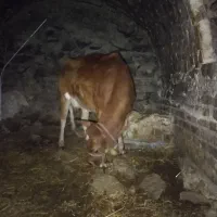 گاو گوساله نر