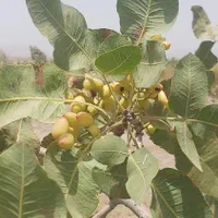 باغ پسته 34هزار متر کاشان