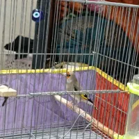 سهره سقا نر|پرنده|کرمان, |دیوار