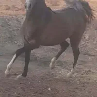 گم شده|اسب و تجهیزات اسب‌سواری|خرم‌آباد, |دیوار